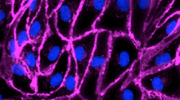 Cell Imaging