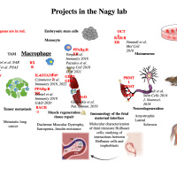 Projects in the Nagy lab