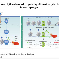 The transcriptional cascade regulating macrophage polarization by IL4